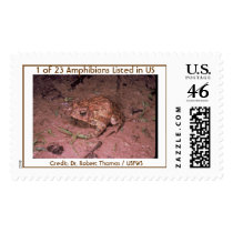 Houston Toad postage