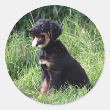 hovawart pup round sticker