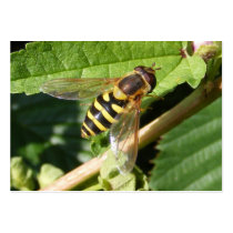 Hover fly ~ ATC business cards