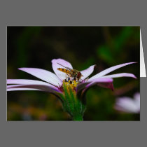 Hover Fly on a Daisy cards