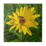 Hover Fly on a Yellow Chrysanthemum tiles