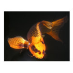 Hover The Great KOI Postcard