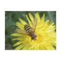 Hoverfly1 postcards