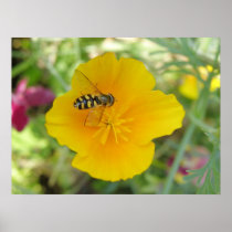 Hoverfly and Californian Poppy Print