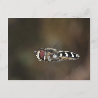 Hoverfly hovering zazzle_postcard