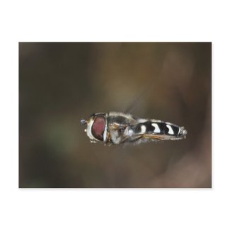 Hoverfly hovering zazzle_postcard