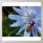 hoverfly on blue posters