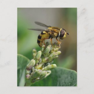 Hoverfly on honeysuckle zazzle_postcard