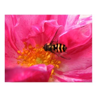 Hoverfly on Rosa Mundi print