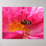 Hoverfly on Rosa Mundi Poster