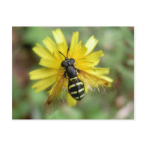 Hoverfly postcard - Chrysotoxum festivum by fullmentaljacket Hoverfly postcard - Chrysotoxum festivum