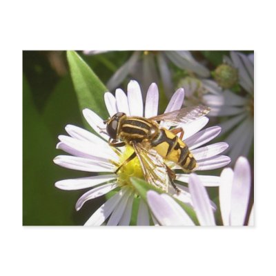 Hoverfly Postcard - Helophilus by fullmentaljacket