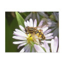 Hoverfly Postcard - Helophilus
