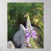HoverFly Posters