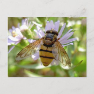 Hoverfly - Volucella inanis postcard