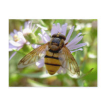 Hoverfly - Volucella inanis Post Cards