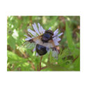 Hoverfly - Volucella pellucens postcards
