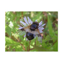 Hoverfly - Volucella pellucens postcards by fullmentaljacket Hoverfly - Volucella pellucens postcards