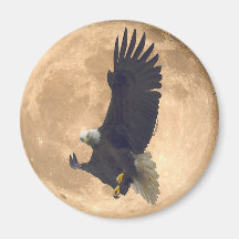 Hovering BALD EAGLE & FULL MOON Wildlife Magnet