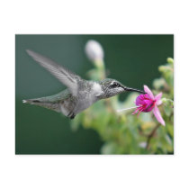 Hovering postcards