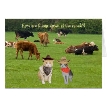 How are things down at the ranch?! cards