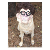 How do you like my costume? postcards