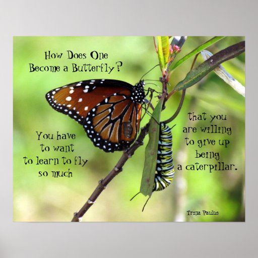 how-does-one-become-a-butterfly-quote-poster-zazzle