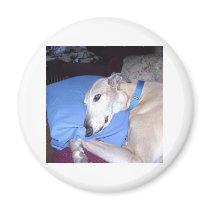 How Every Greyhound should Live Refrigerator Magnet