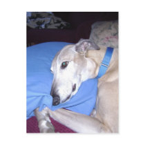 How Every Greyhound should Live Postcards