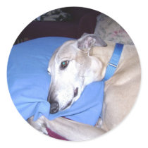 How Every Greyhound should Live Sticker