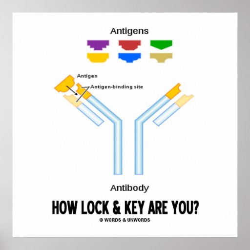 How Lock And Key Are You? (Antigen Antibody) Poster Zazzle