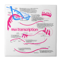 How mRNA is Created in a Nucleus Diagram Ceramic Tile