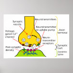 How Nerve Signals Are Sent With Synapses Diagram Poster