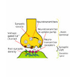 How Nerve Signals Are Sent With Synapses Diagram t-shirts