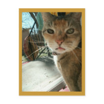 "how pedestrian", said Mistercat. postcards
