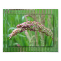 How the Grass Grows Photo Print