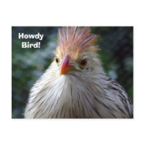 Howdy Bird! postcards