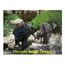 Howdy from Texas! Postcards