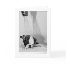 Howie in the Bath cards by aukevinsgirl Howie in the Bath cards