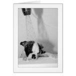 Howie in the Bath Cards