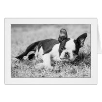 Howie in the Grass cards by aukevinsgirl Howie in the Grass cards