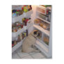 Howie Pee Pugpants Postcard