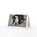 Howie Pouts cards