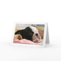 Howie Sleeping cards