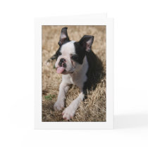 Howie Sticks His Tongue Out cards by aukevinsgirl Howie Sticks His Tongue Out cards