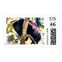 Howler Monkey postage