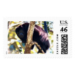 Howler Monkey Postage Stamps