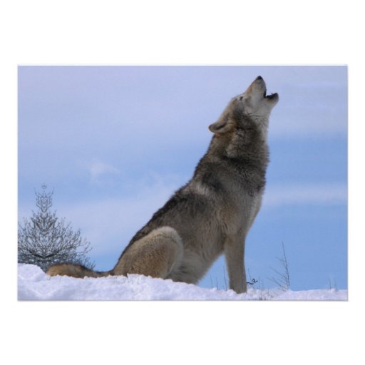 Howling Alaskan Timber Wolf Custom Announcements
