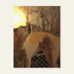 Howling at the moon post card