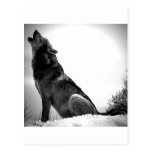Howling Wolf in Snow Post Card
